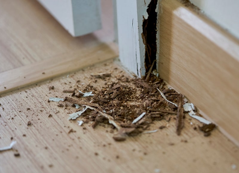 diy-termite-treatment